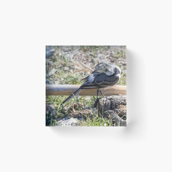 Item preview, Pied Wagtail designed and sold by LaurenTucker.
