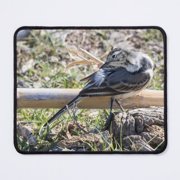Item preview, Pied Wagtail designed and sold by LaurenTucker.