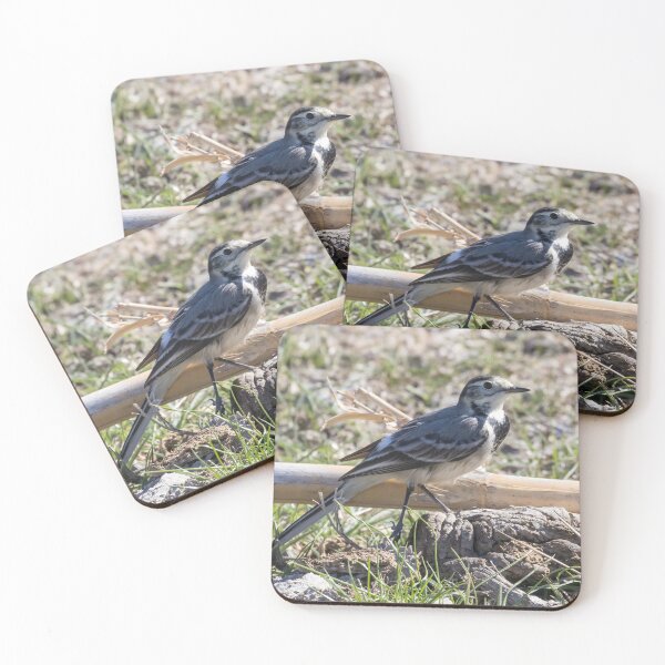 Item preview, Pied Wagtail designed and sold by LaurenTucker.