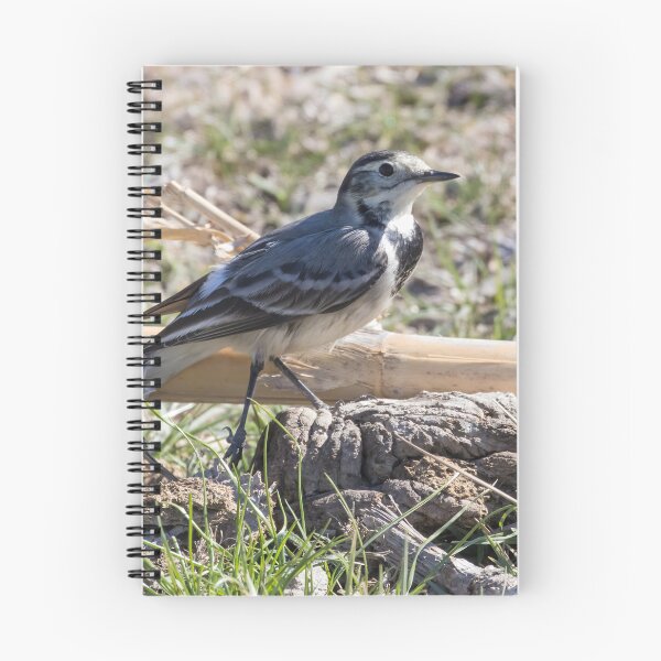Item preview, Pied Wagtail designed and sold by LaurenTucker.