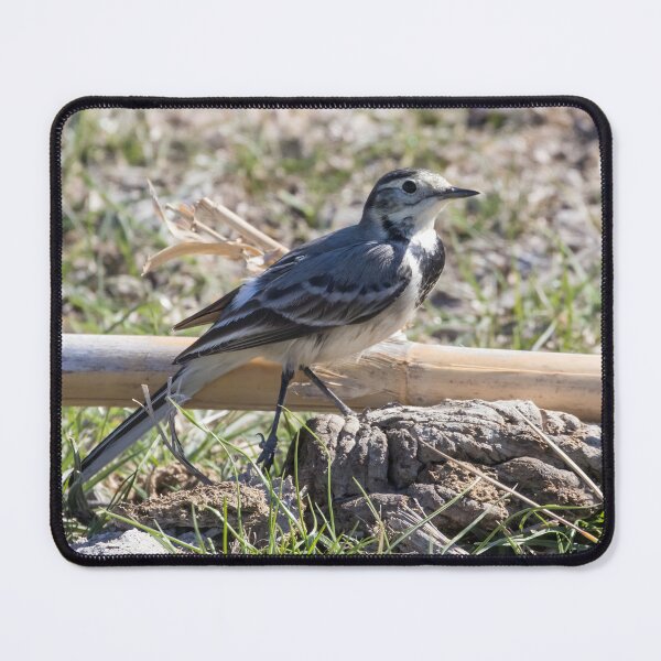 Item preview, Pied Wagtail designed and sold by LaurenTucker.