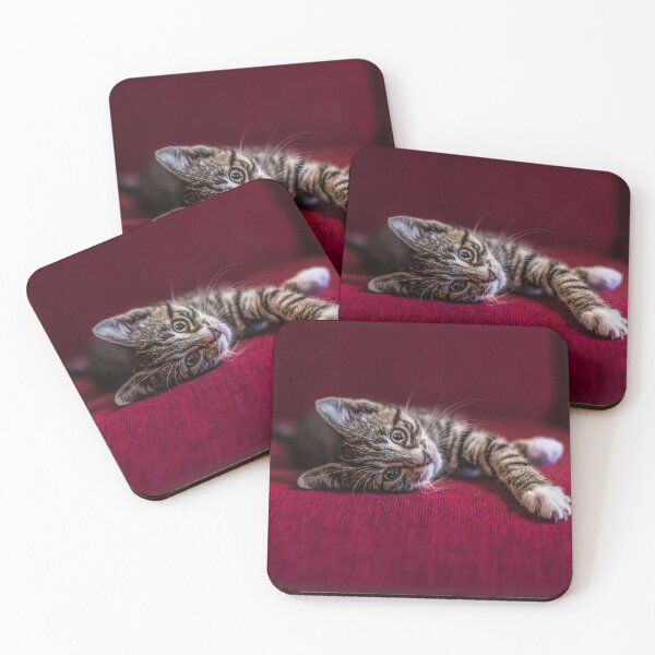 Item preview, Cute tabby kitten, lying down, wine red, photograph by elbvue designed and sold by elbvue.