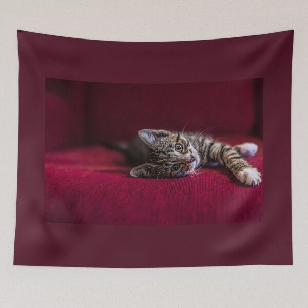 Item preview, Cute tabby kitten, lying down, wine red, photograph by elbvue designed and sold by elbvue.