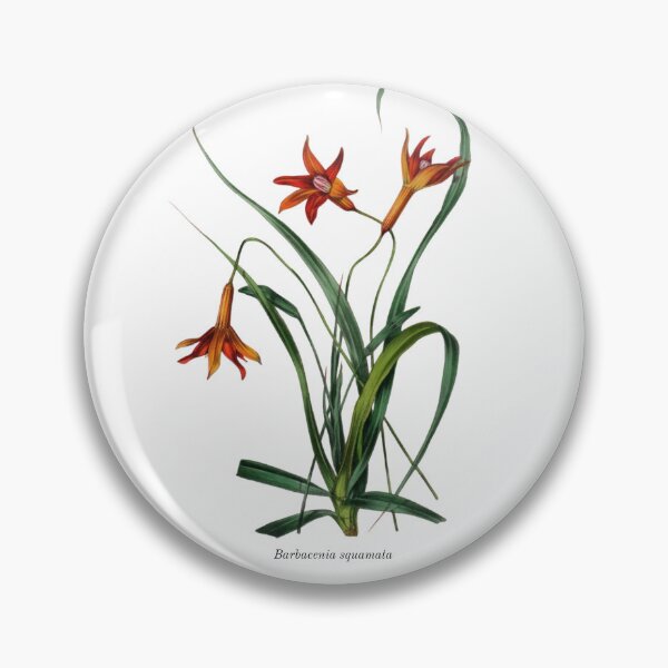 Item preview, Vintage Botanical Flowers Barbacenia squamata designed and sold by ambystomatees.