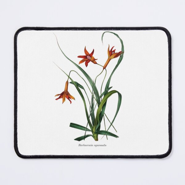 Item preview, Vintage Botanical Flowers Barbacenia squamata designed and sold by ambystomatees.