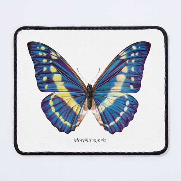 Item preview, Vintage Butterfly Lithographic Print Morpho Crypris designed and sold by ambystomatees.
