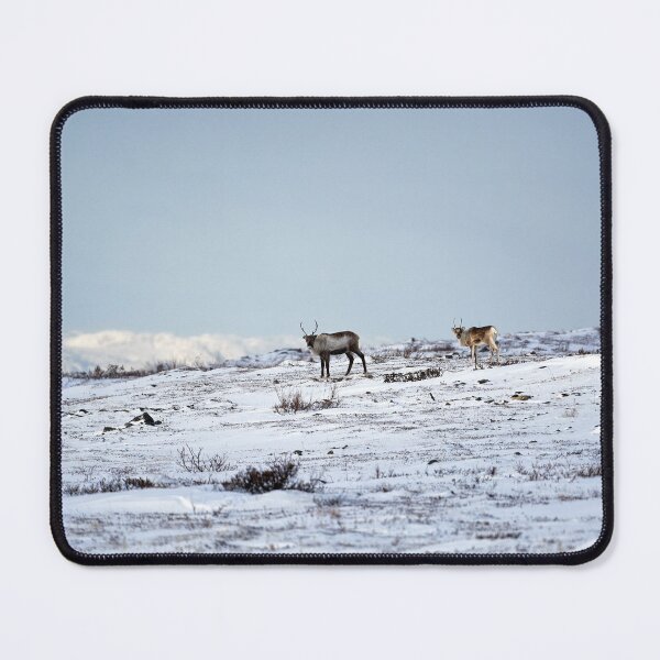 Item preview, Reindeer or Reindeer (Rangifer tarandus) designed and sold by Andreas Koerner.