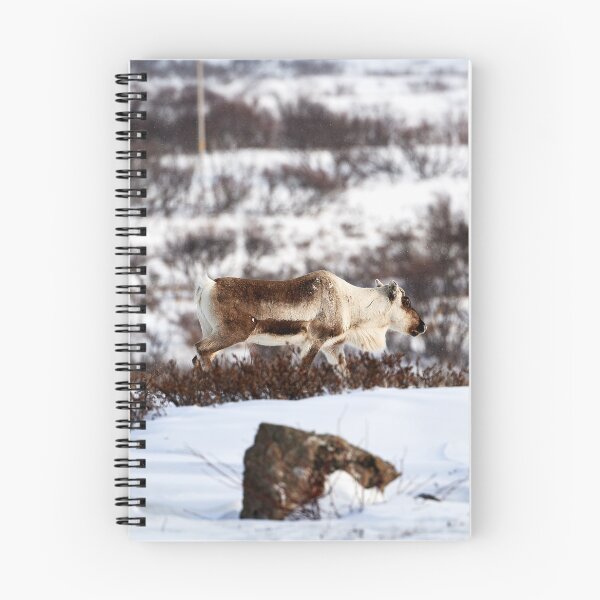 Item preview, Reindeer or Reindeer (Rangifer tarandus) designed and sold by Andreas Koerner.