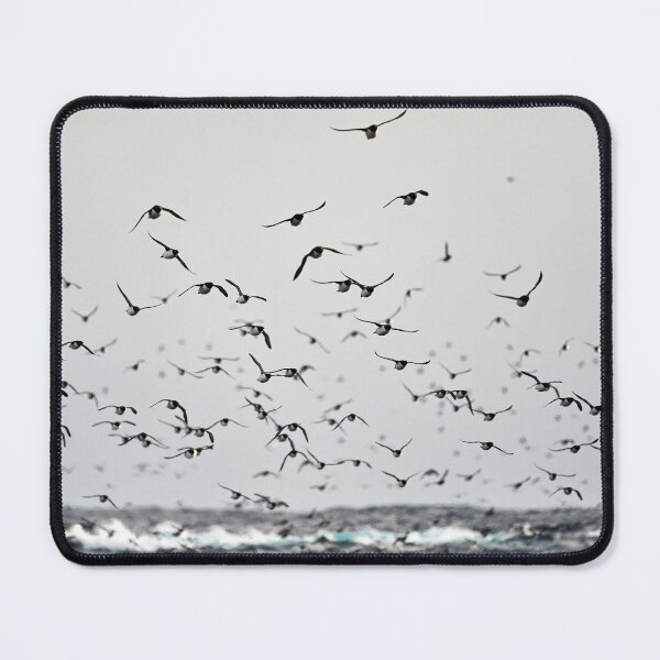 Item preview, Common Murre (Uria aalge) designed and sold by Andreas Koerner.