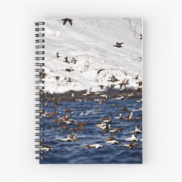 Item preview, Magnificent King Eider (Somateria spectabilis) & Common Eider (Somateria mollissima) designed and sold by Andreas Koerner.