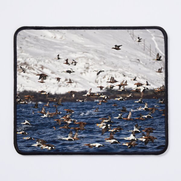Item preview, Magnificent King Eider (Somateria spectabilis) & Common Eider (Somateria mollissima) designed and sold by Andreas Koerner.