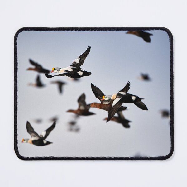 Item preview, Royal Eider (Somateria spectabilis) designed and sold by Andreas Koerner.