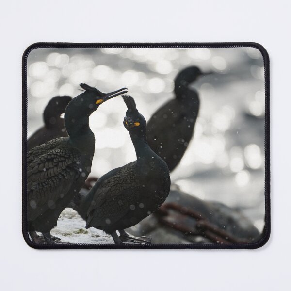 Item preview, Crow cockroach (Phalacrocorax aristotelis) designed and sold by Andreas Koerner.
