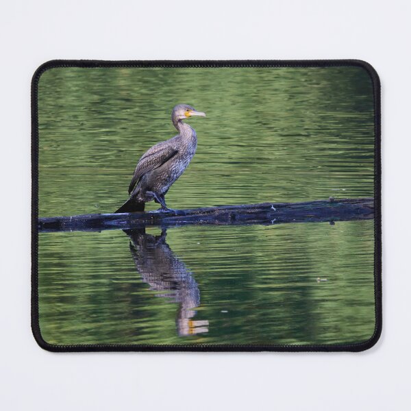 Item preview, Not black yet. Great cormorant designed and sold by Jouko Lehto Photography.
