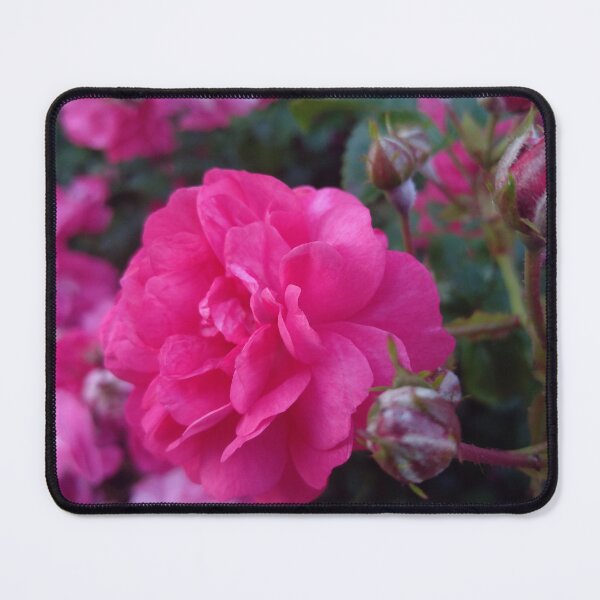 Item preview, Lovely rose designed and sold by Carlitos-shop.