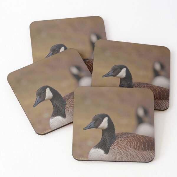 Item preview, A Canada goose resting in the grass designed and sold by Production Art Manon Meilleur.