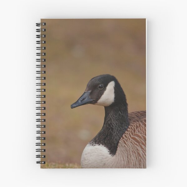 Item preview, A Canada goose resting in the grass designed and sold by Production Art Manon Meilleur.