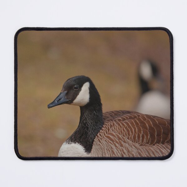 Item preview, A Canada goose resting in the grass designed and sold by Production Art Manon Meilleur.