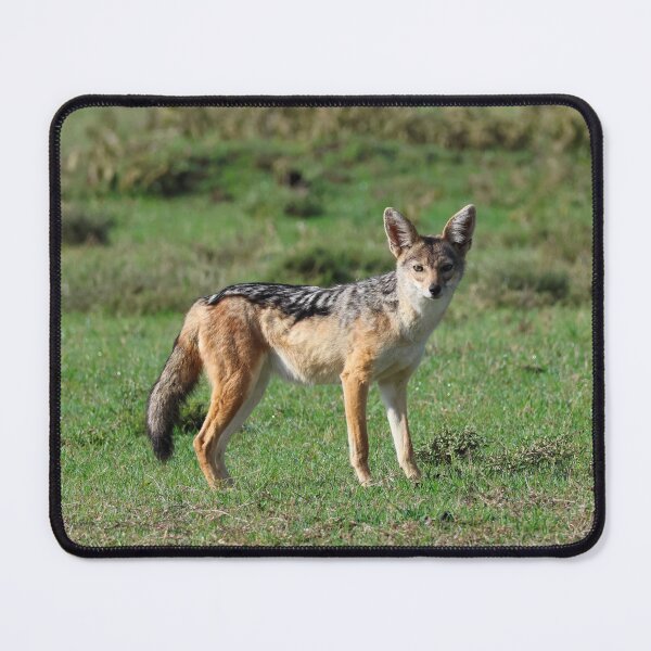 Item preview, A Black-Backed Jackal designed and sold by KristalStittle.