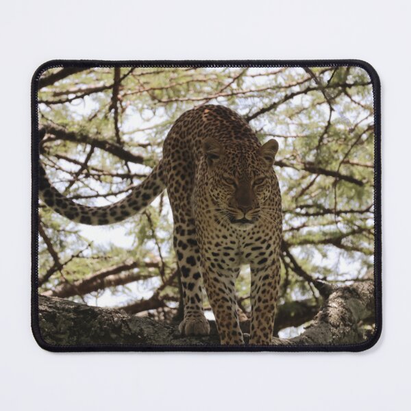 Item preview, The Leopard Judges You designed and sold by KristalStittle.