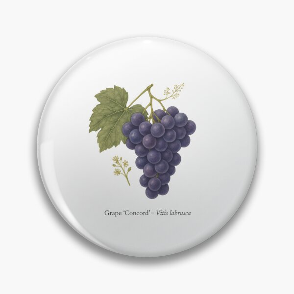 Item preview, Grape ‘Concord’ – Sweet Purple Juice Variety designed and sold by BloomKind.