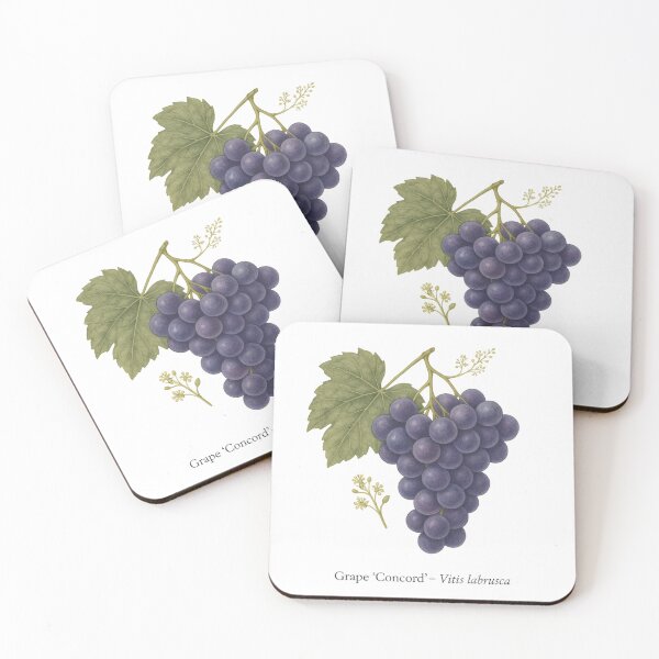Item preview, Grape ‘Concord’ – Sweet Purple Juice Variety designed and sold by BloomKind.