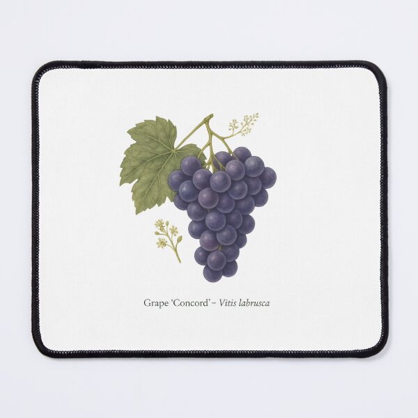Item preview, Grape ‘Concord’ – Sweet Purple Juice Variety designed and sold by BloomKind.