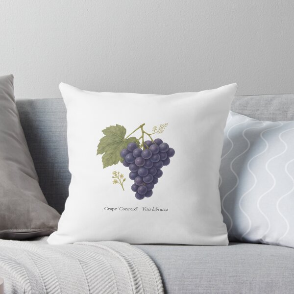 Item preview, Grape ‘Concord’ – Sweet Purple Juice Variety designed and sold by BloomKind.