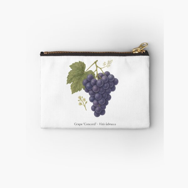 Item preview, Grape ‘Concord’ – Sweet Purple Juice Variety designed and sold by BloomKind.
