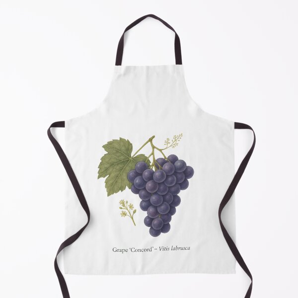Item preview, Grape ‘Concord’ – Sweet Purple Juice Variety designed and sold by BloomKind.