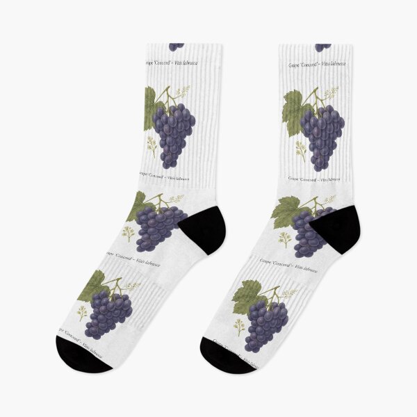 Item preview, Grape ‘Concord’ – Sweet Purple Juice Variety designed and sold by BloomKind.