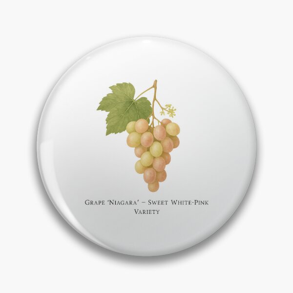 Item preview, Grape ‘Niagara’ – Sweet White-Pink Variety designed and sold by BloomKind.