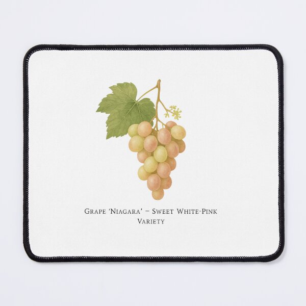 Item preview, Grape ‘Niagara’ – Sweet White-Pink Variety designed and sold by BloomKind.