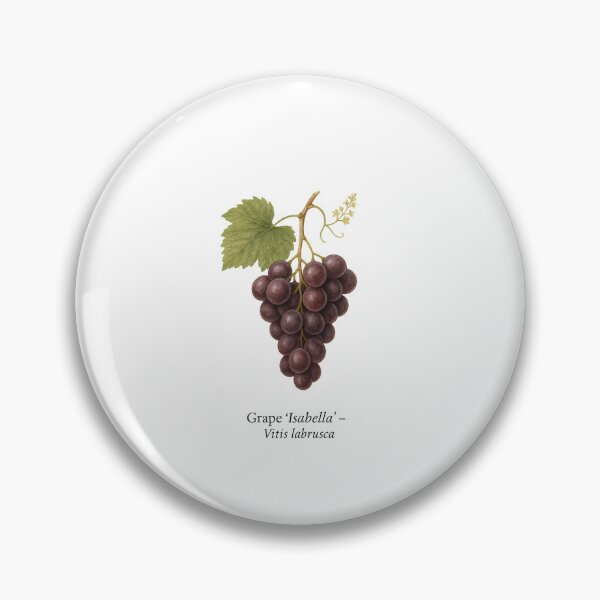 Item preview, Grape ‘Isabella’ – Dark Dessert Grape Variety designed and sold by BloomKind.