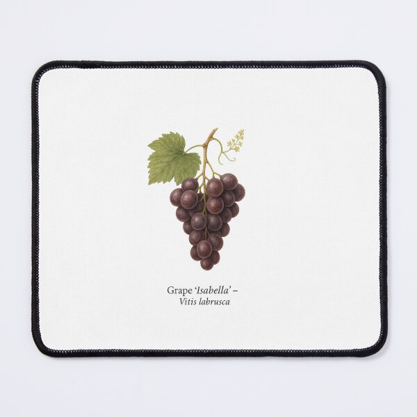 Item preview, Grape ‘Isabella’ – Dark Dessert Grape Variety designed and sold by BloomKind.