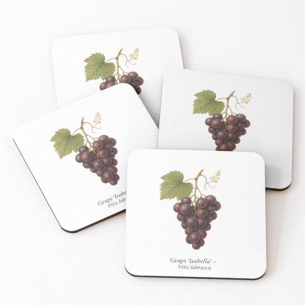 Item preview, Grape ‘Isabella’ – Dark Dessert Grape Variety designed and sold by BloomKind.