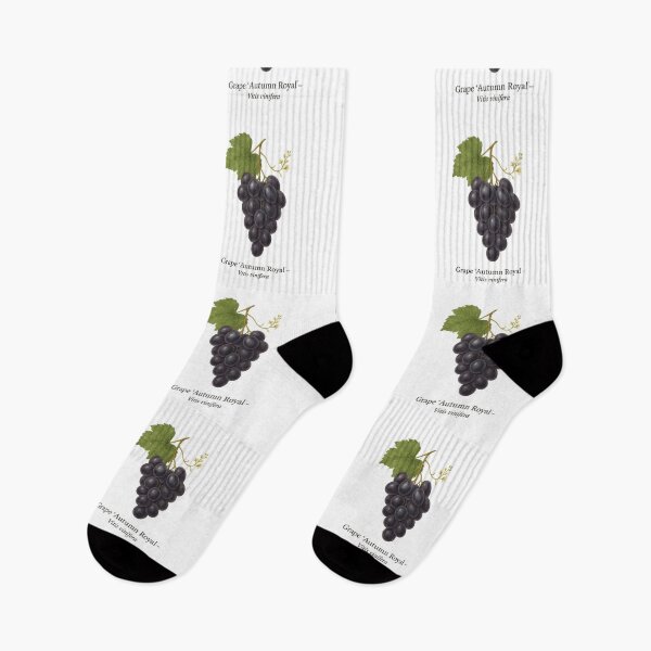 Item preview, Grape ‘Autumn Royal’ – Late Dark Violet Variety designed and sold by BloomKind.