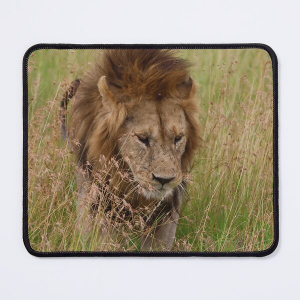 Item preview, The Lion Approaches on Soft Feet designed and sold by KristalStittle.