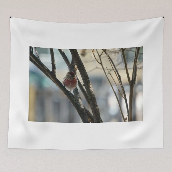Item preview, Red Pol Perched on a Leafless Branch designed and sold by Vivar Photo.