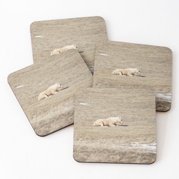 Item preview, Palomino Horse Resting on Dry Grass designed and sold by Vivar Photo.
