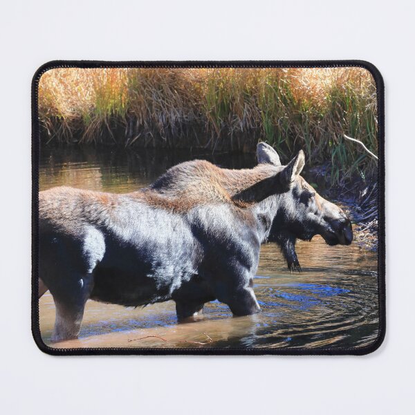 Item preview, Moose in the lake III designed and sold by zumi.