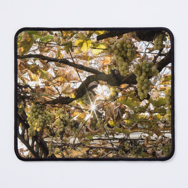Item preview, Sunlit Grapevine in Autumn designed and sold by Georgia Mizuleva.