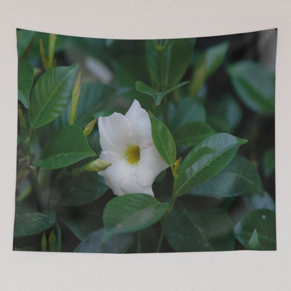 Item preview, Mandevilla "Aloha White" designed and sold by Nerone.