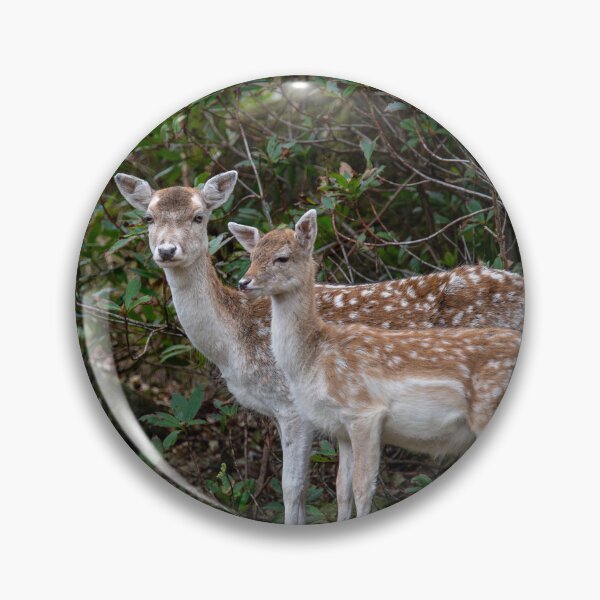 Item preview, Fallow Deer doe and Fawn, Lochbuie designed and sold by CEastwoodPhotos.