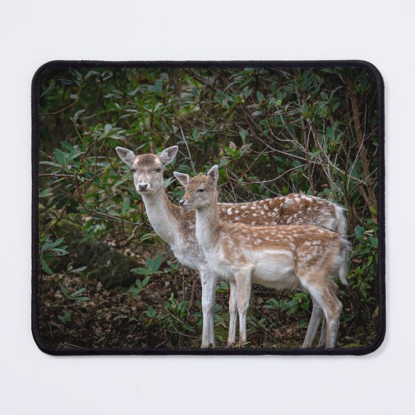 Item preview, Fallow Deer doe and Fawn, Lochbuie designed and sold by CEastwoodPhotos.
