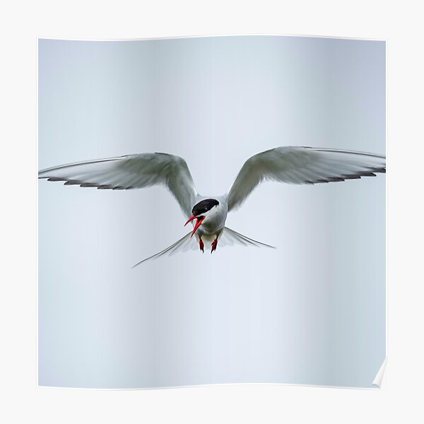 Stern Arctique Poster