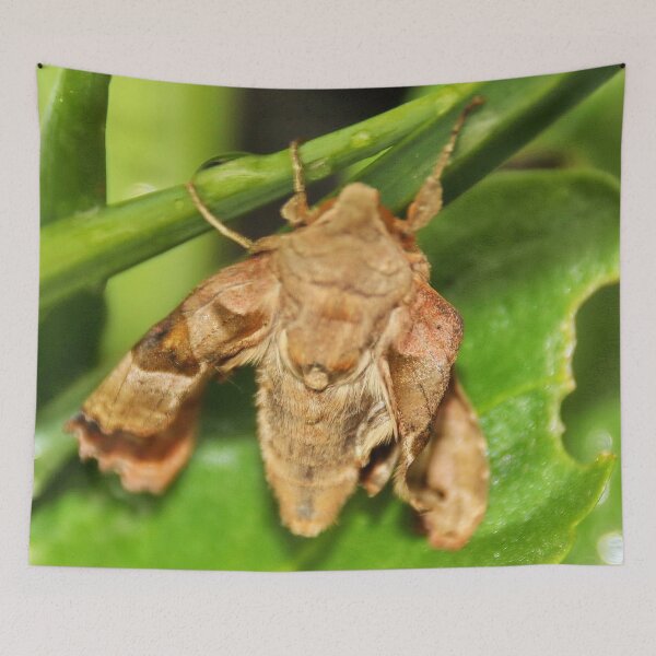 Item preview, Hawk Moth designed and sold by AnnDixon.