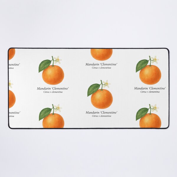 Item preview, Mandarin ‘Clementine’ – Citrus × clementina designed and sold by BloomKind.