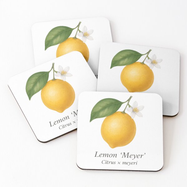 Item preview, Lemon ‘Meyer’ – Soft Floral Citrus Variety designed and sold by BloomKind.