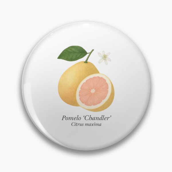 Item preview, Pomelo ‘Chandler’ – Sweet Pink Citrus Giant designed and sold by BloomKind.